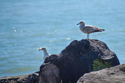 Seagull perching on rock by sea