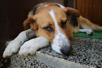 Close-up of dog resting on rug at home