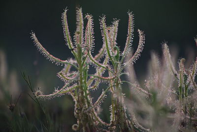 Close-up of succulent plant on field