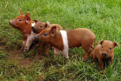 Close up view of brown small pigs on grass field