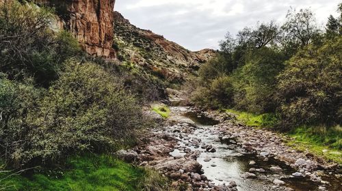 Scenic view of stream amidst trees against sky