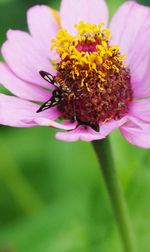 Close-up of pink flowers