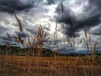 Scenic view of field against cloudy sky