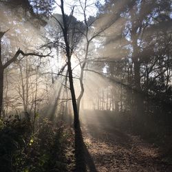 Sunlight streaming through trees in forest