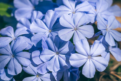 Close-up of purple flowering plant