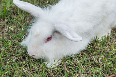 High angle view of white rabbit on field