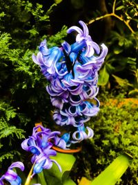 Close-up of purple flowers