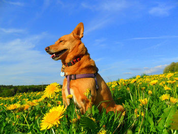 View of dog on field against sky