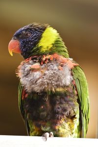 Close-up of parrot perching