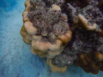 High angle view of coral in sea