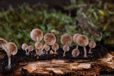 Close-up of mushrooms growing on tree trunk