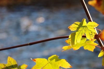 Close-up of yellow maple leaf during autumn