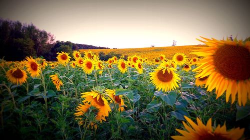 Sunflowers blooming on field against clear sky