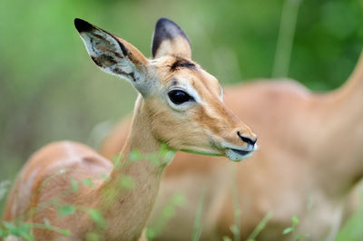 Close-up of deer on field