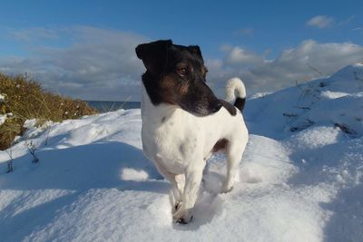 Dog on snow covered landscape against sky