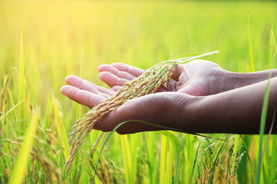 Close-up of hand holding wheat in field