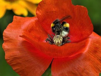 Close-up of bee pollinating on flower