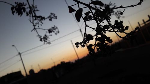 Low angle view of silhouette tree against sky at sunset