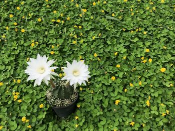 High angle view of white flowering plants