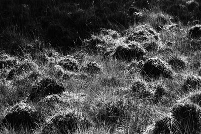 Full frame shot of trees on field