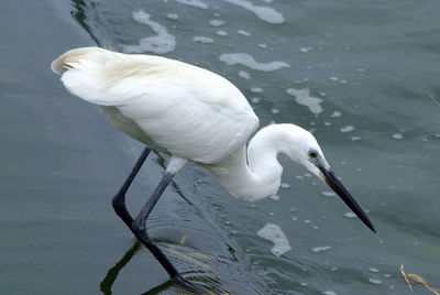 High angle view of bird in lake