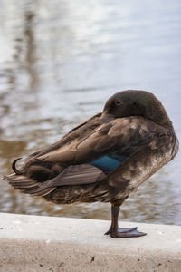 Close-up of duck on water