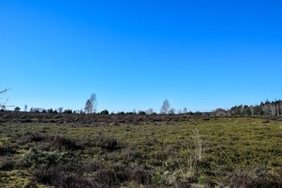 Scenic view of field against clear blue sky