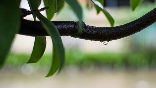 Close-up of water drops on plant