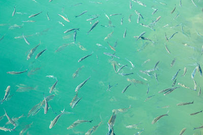 Full frame shot of fishes swimming in sea