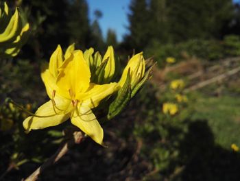 Close-up of yellow flower blooming outdoors