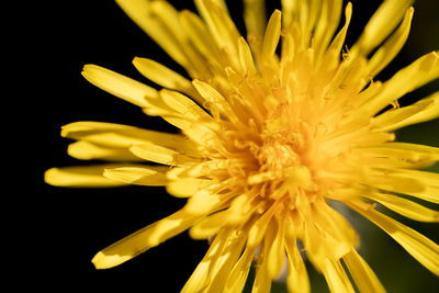 Close-up of yellow flower against black background