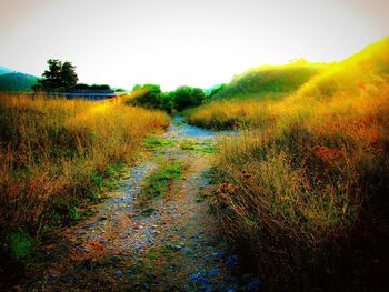 Scenic view of grassy field against clear sky