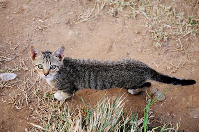 Portrait of a cat on field