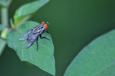 Close-up of fly on leaf