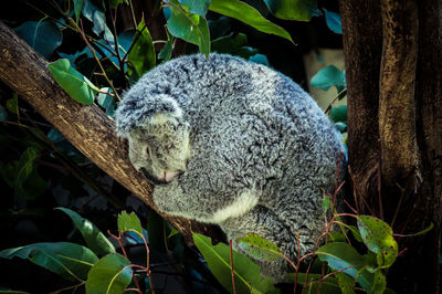 Close-up of sheep on tree branch