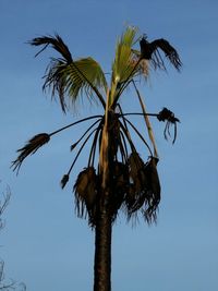 Low angle view of palm trees against clear sky