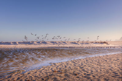 View of the beach near muizenberg, flock of birds flying above water, western cape province.