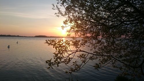 Silhouette tree by sea against sky during sunset