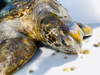 Close-up of turtle