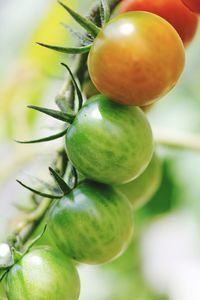 Close-up of apples