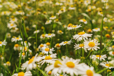 Daisies in meadow. field of chamomile in summer. wallpaper of yellow and white flowers. 