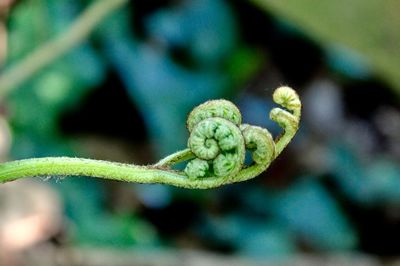 Close-up of bud growing outdoors