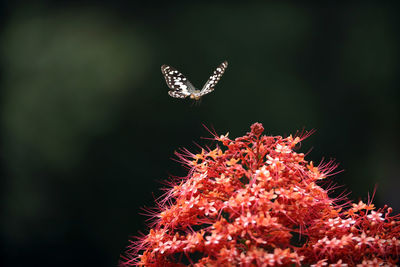 Close-up of butterfly pollinating on flower