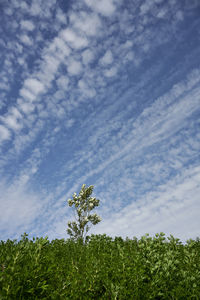 Picturesque landscape of cloudy sky in summertime