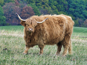 Lion standing in a field