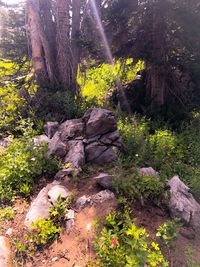 View of trees in forest