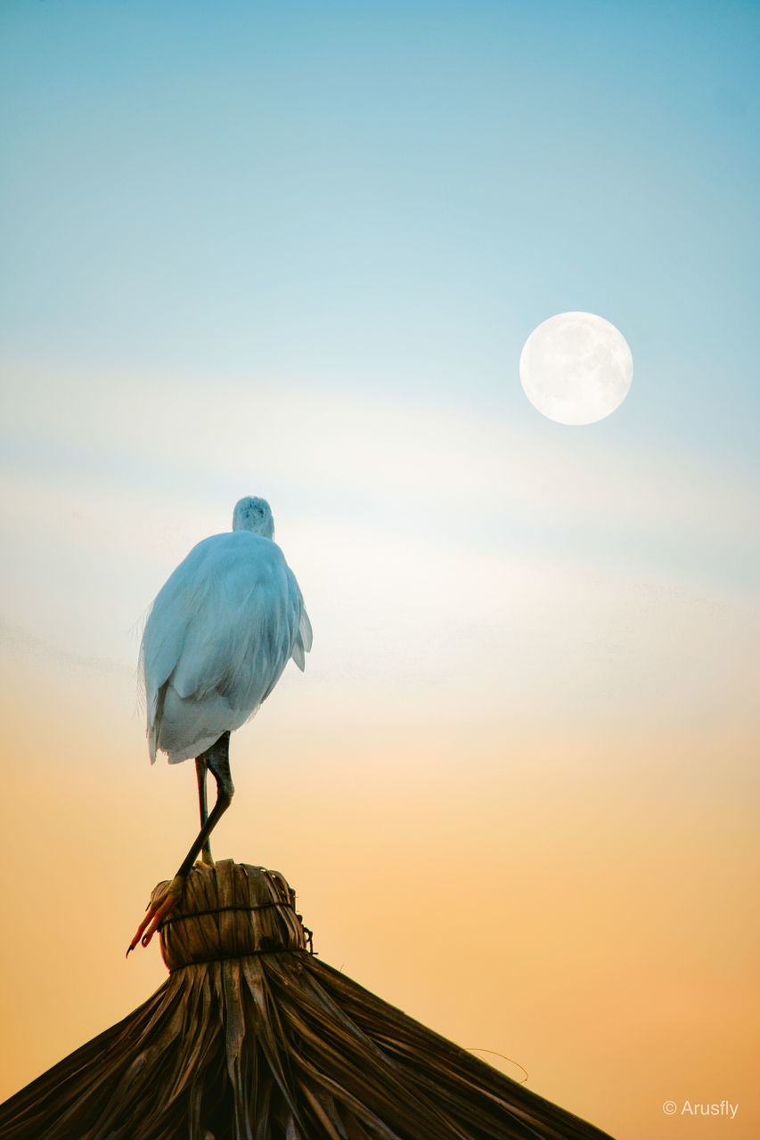 LOW ANGLE VIEW OF BIRD PERCHING ON ROCK