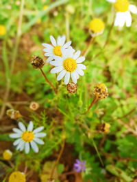 Close-up of yellow flowers