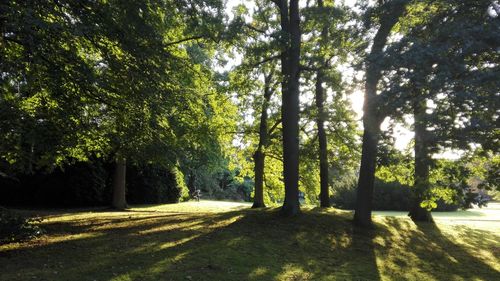 Scenic view of trees on landscape