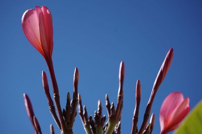 Close-up of flower against blurred background